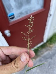 Eragrostis cilianensis