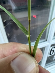 Eragrostis cilianensis