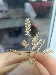 Eragrostis cilianensis