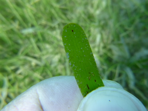 Cymodocea rotundata image