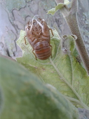 Neotibicen