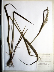 Festuca extremiorientalis