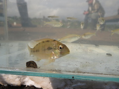 Gymnogeophagus