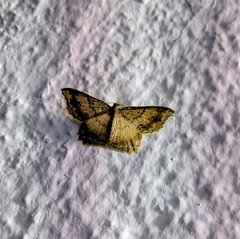 Calletaera subexpressa