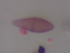 Bispora
