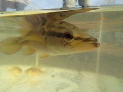 Crenicichla lepidota