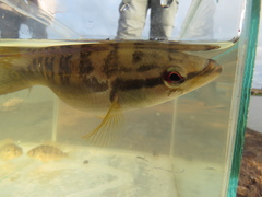 Crenicichla lepidota