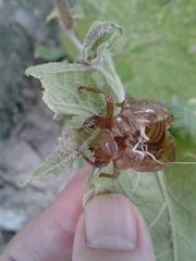 Neotibicen