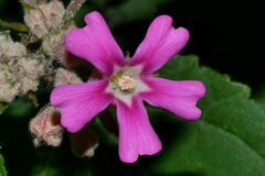 Physodium corymbosum