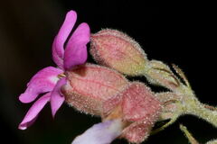 Physodium corymbosum