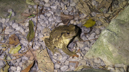 Taiwan Common Toad, 台灣台北, photo 9 of 10