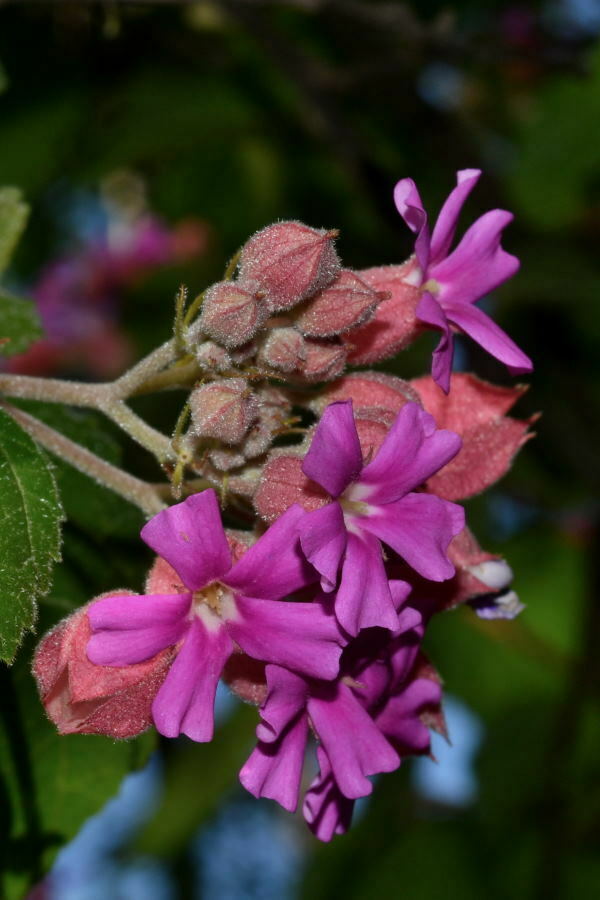 Physodium corymbosum