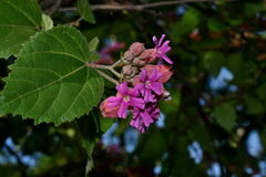 Physodium corymbosum