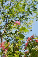 Physodium corymbosum