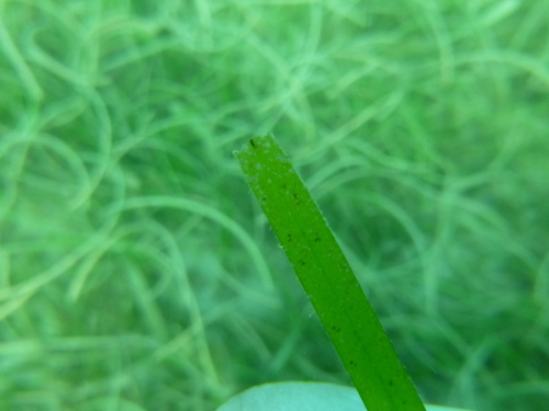 Image of Halodule uninervis by (c) Ewout Knoester, some rights reserved (CC BY-SA)