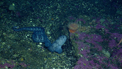 Anarrhichthys ocellatus