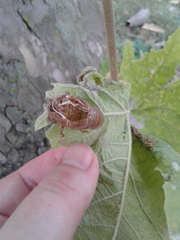 Neotibicen