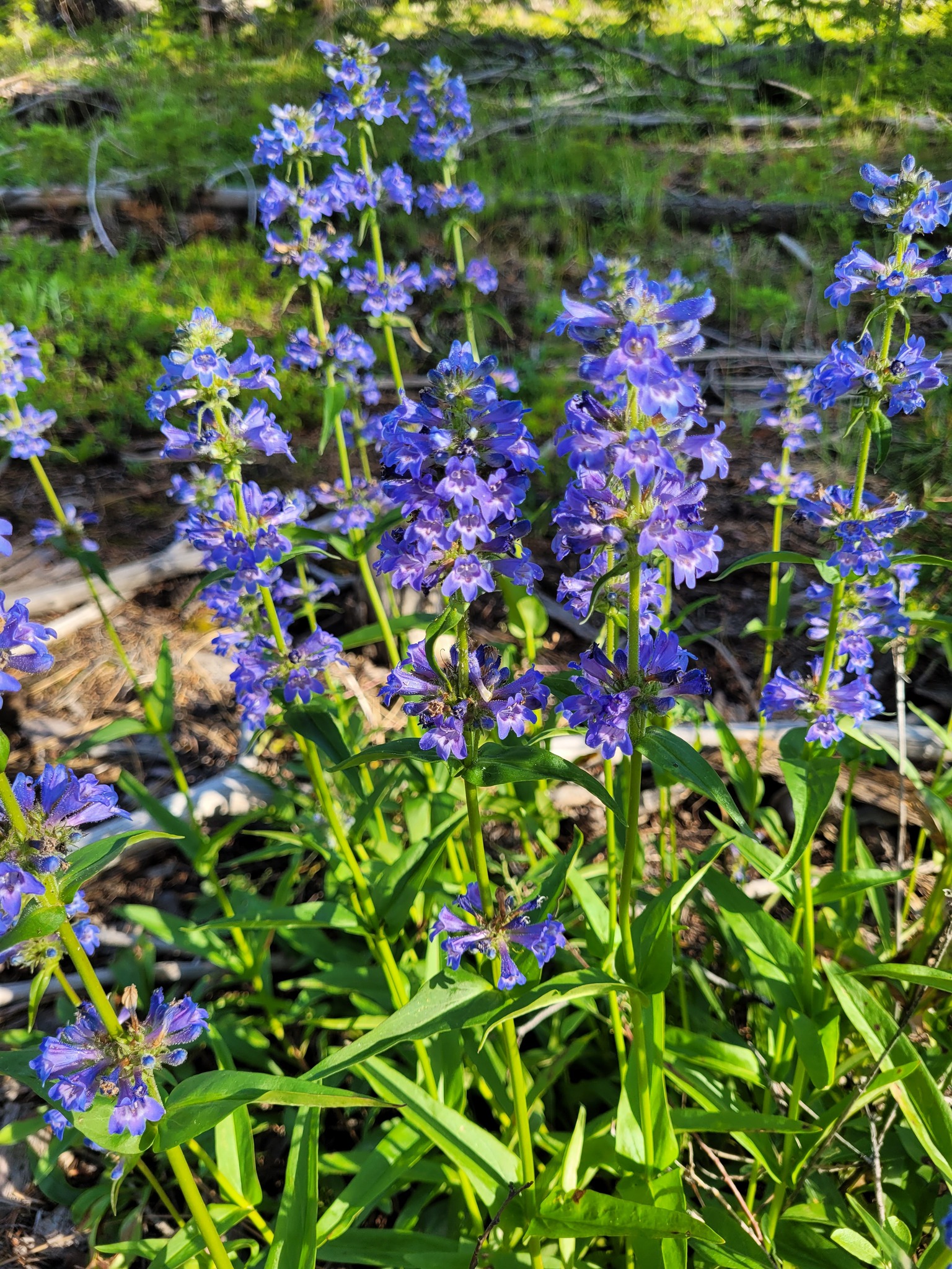 Penstemon attenuatus