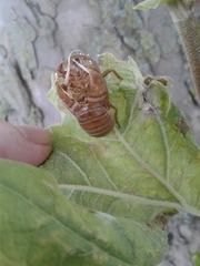 Neotibicen