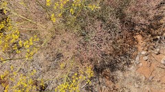 Bilacunaria boissieri