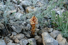 Orobanche kochii