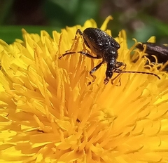 Rhagiini