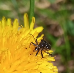 Rhagiini