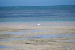 Egretta garzetta dimorpha
