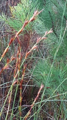 Platycaulos compressus