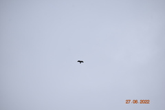 Milvus milvus