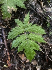 Pteris carsei