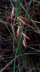 Platycaulos compressus