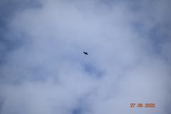 Milvus milvus