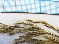 Festuca extremiorientalis