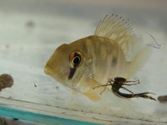 Gymnogeophagus