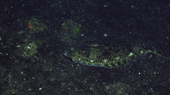 Hippoglossus stenolepis