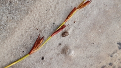 Platycaulos compressus