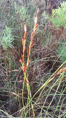 Platycaulos compressus