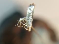 Argyresthia retinella