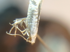 Argyresthia retinella