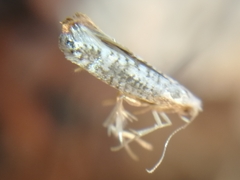 Argyresthia retinella