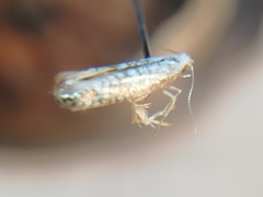 Argyresthia retinella