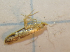 Argyresthia retinella