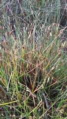 Platycaulos compressus