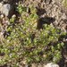 Eremocarya micrantha micrantha - Photo (c) Fred Melgert / Carla Hoegen,  זכויות יוצרים חלקיות (CC BY-NC), הועלה על ידי Fred Melgert / Carla Hoegen