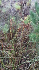 Platycaulos compressus