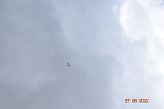 Carduelis carduelis