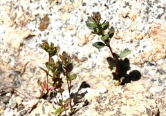 Polygonum minimum