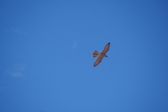 Falco peregrinus radama