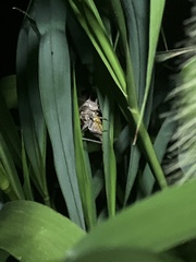 Atlanticus testaceus